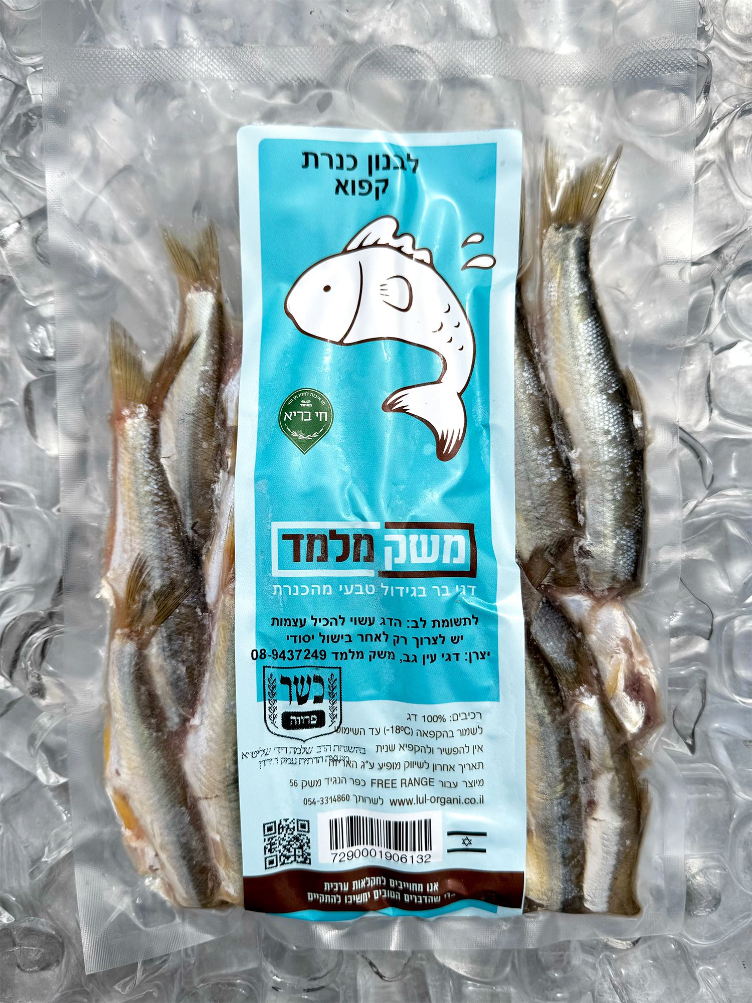 דג לבנון כנרת