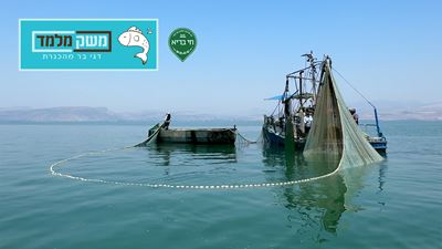 ״מקורב לצלחת״ - ראיון עם אריק מלמד על דגי הכנרת