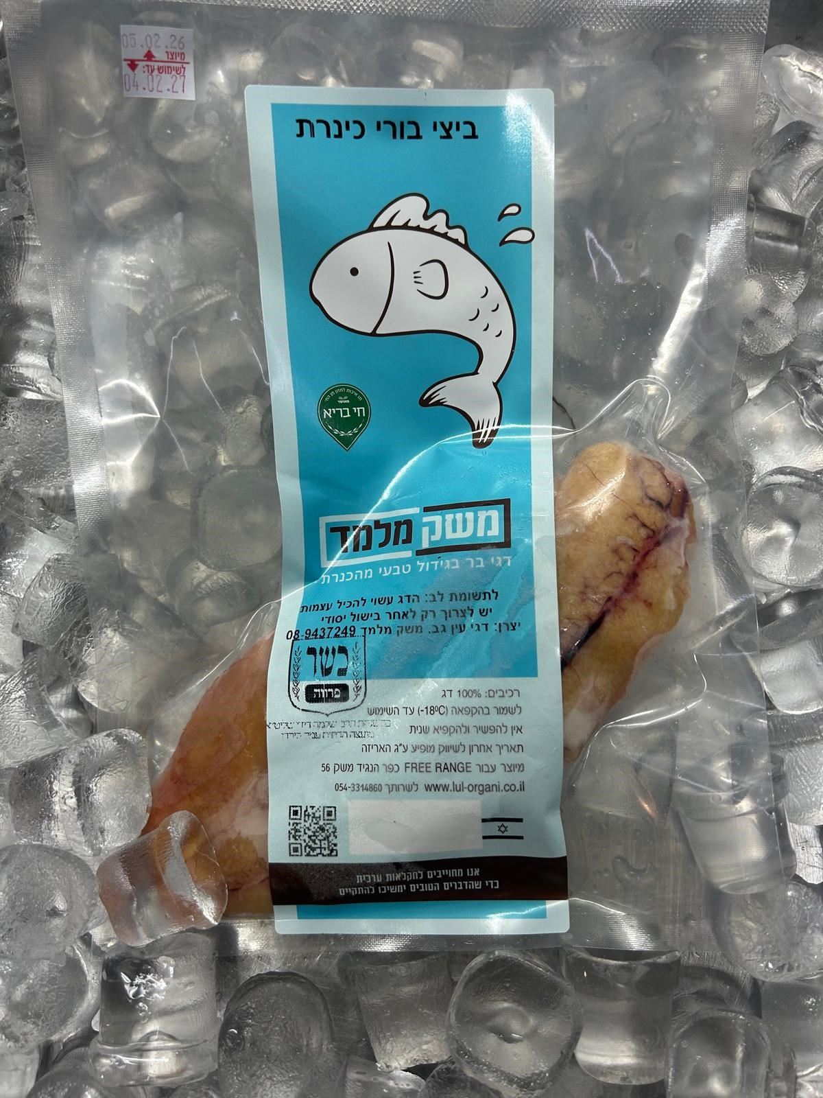 ביצי בורי כינרת